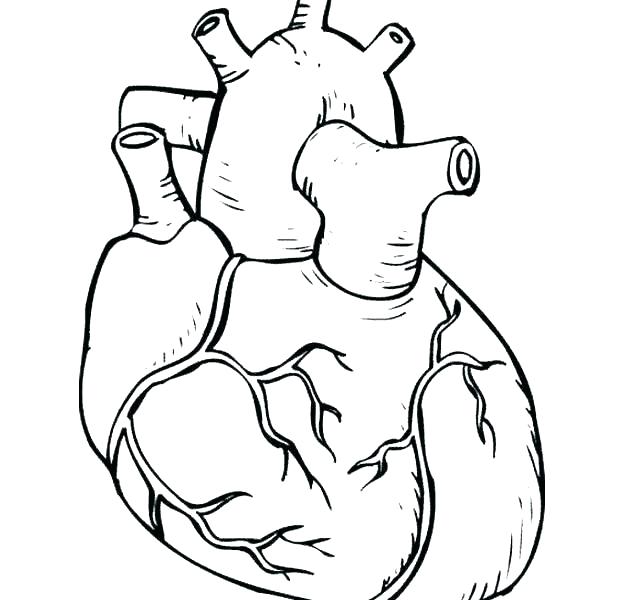 620x600 Human Body Coloring Pages Heart And Lungs Coloring Page Exploring