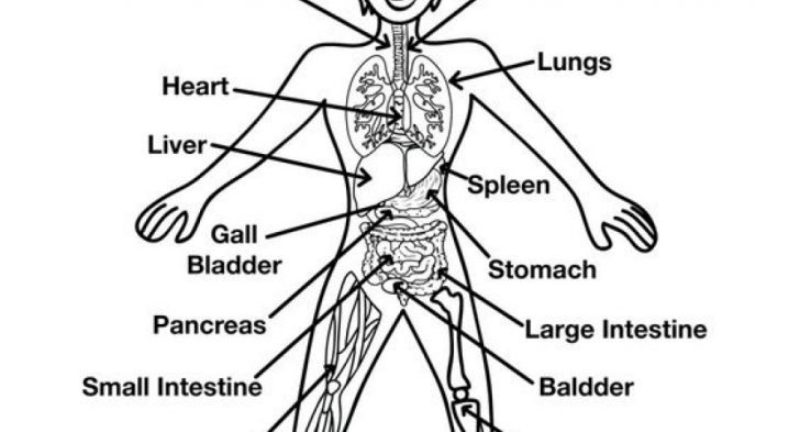 728x393 Human Body Coloring Pages Turkey Body Parts Template Body Parts