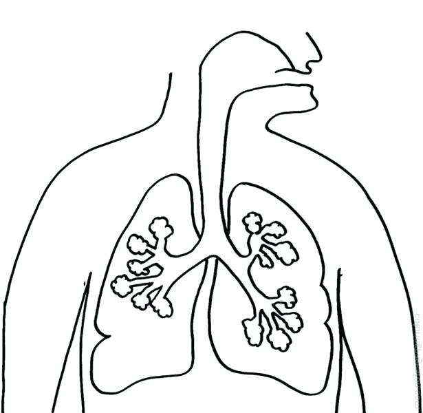 615x600 Human Coloring Pages Human Anatomy Lungs Coloring Pages Lego Human