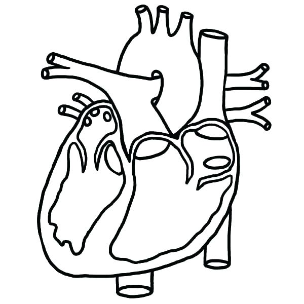 600x600 Human Coloring Pages Human Body Anatomy Coloring Pages Human