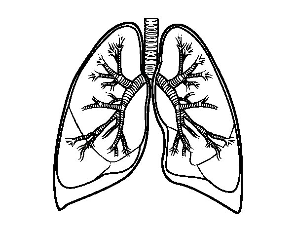 600x470 Human Lungs Coloring Pages