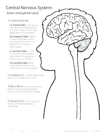 350x453 Lung Coloring Page Lungs Body Systems And Apologia Anatomy
