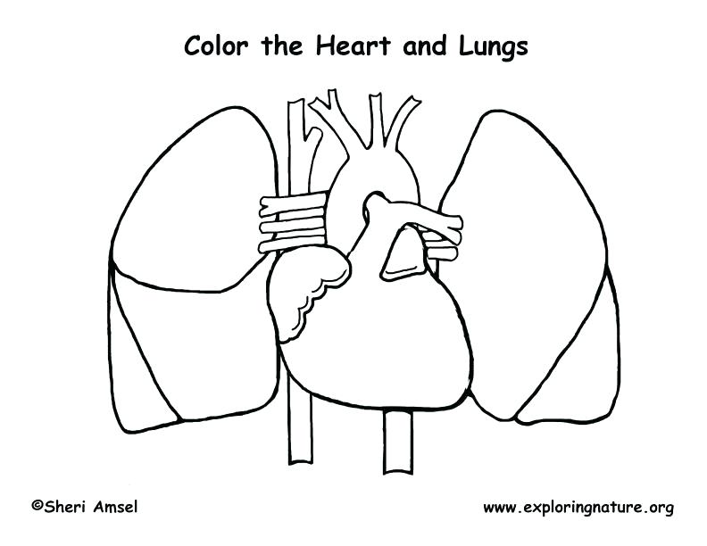 792x612 Body Coloring Pages Body Coloring Pages Heart And Lungs Coloring