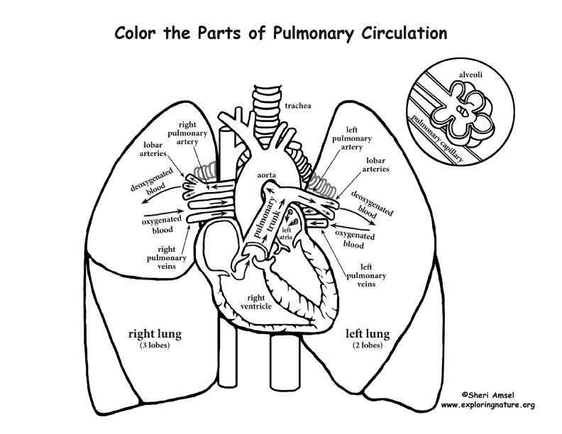 792x612 Pulmonary Circulation Coloring Page