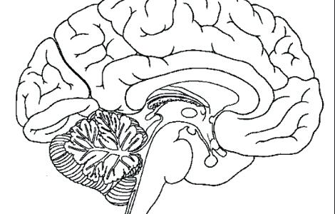 470x300 Respiratory System Coloring Page Printout Of The Brains Anatomy