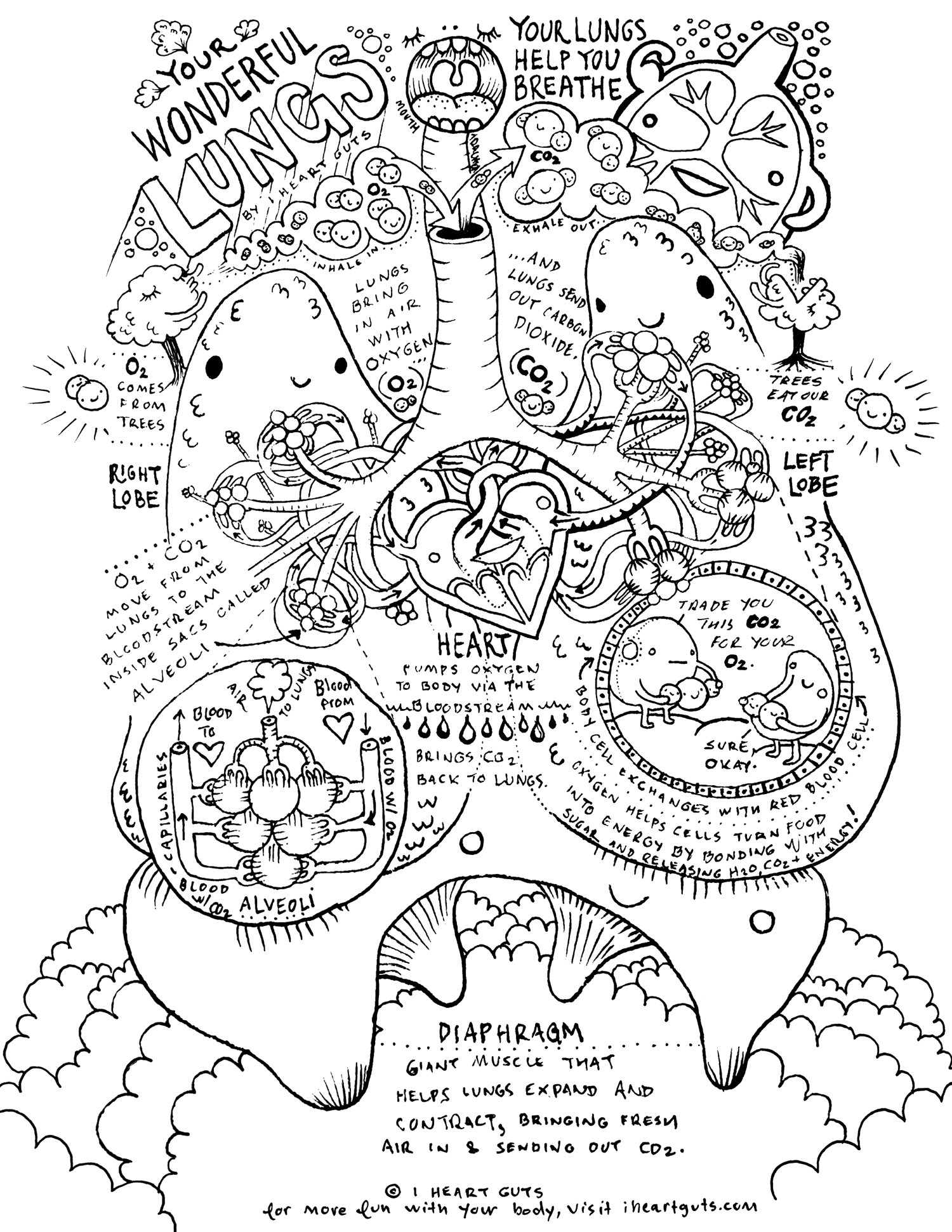 1500x1941 Respiratory System Coloring Page By I Heart Guts