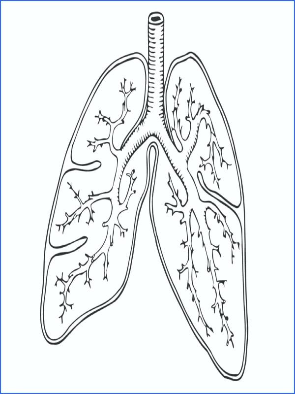600x800 Respiratory System Coloring Sheet Teleks.site
