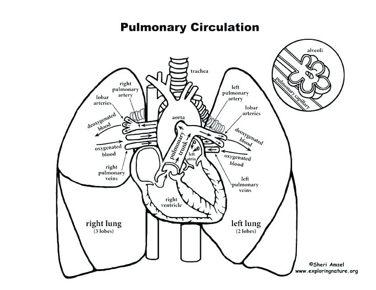736x568 Circulatory System Coloring Page Circulatory System Coloring