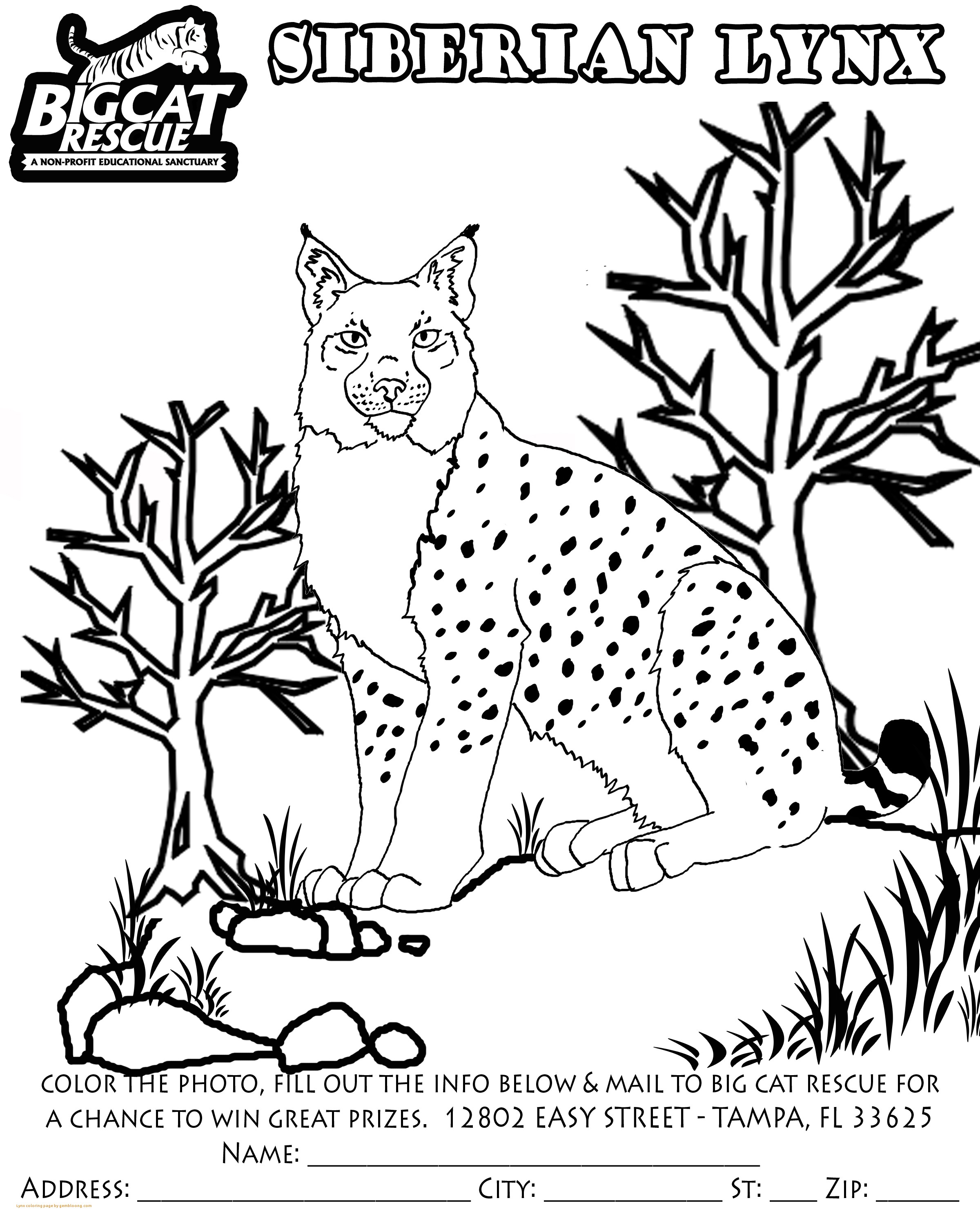 2400x3000 Free Coloring Pages Of Canada Lynx Fresh Lynx Coloring Page