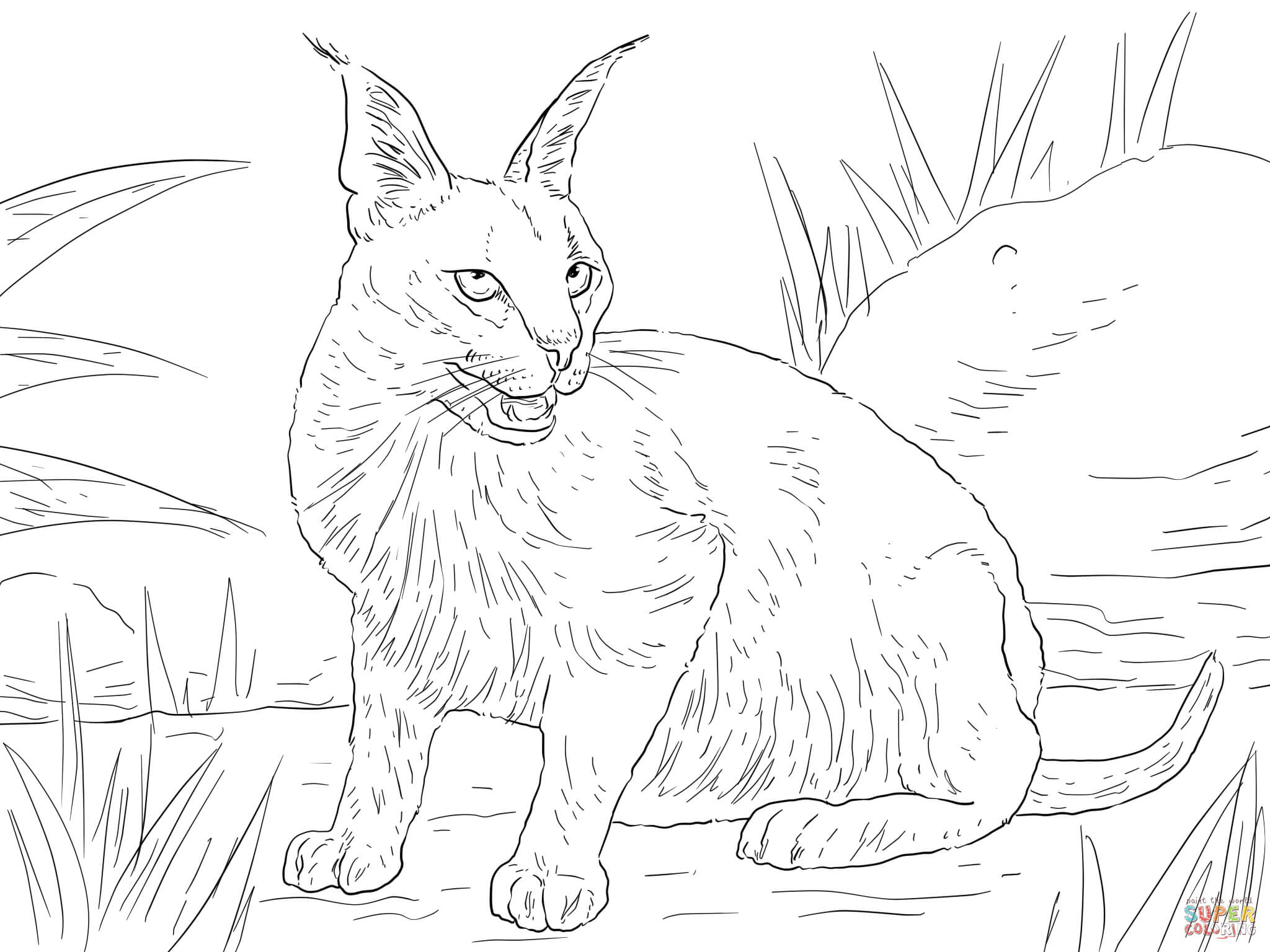 2048x1536 Jungle Cat Coloring Sheets Colouring For Funny Page Lynx 6