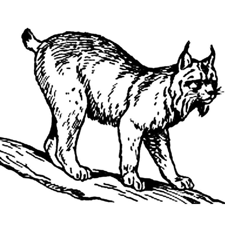 760x760 Lynx