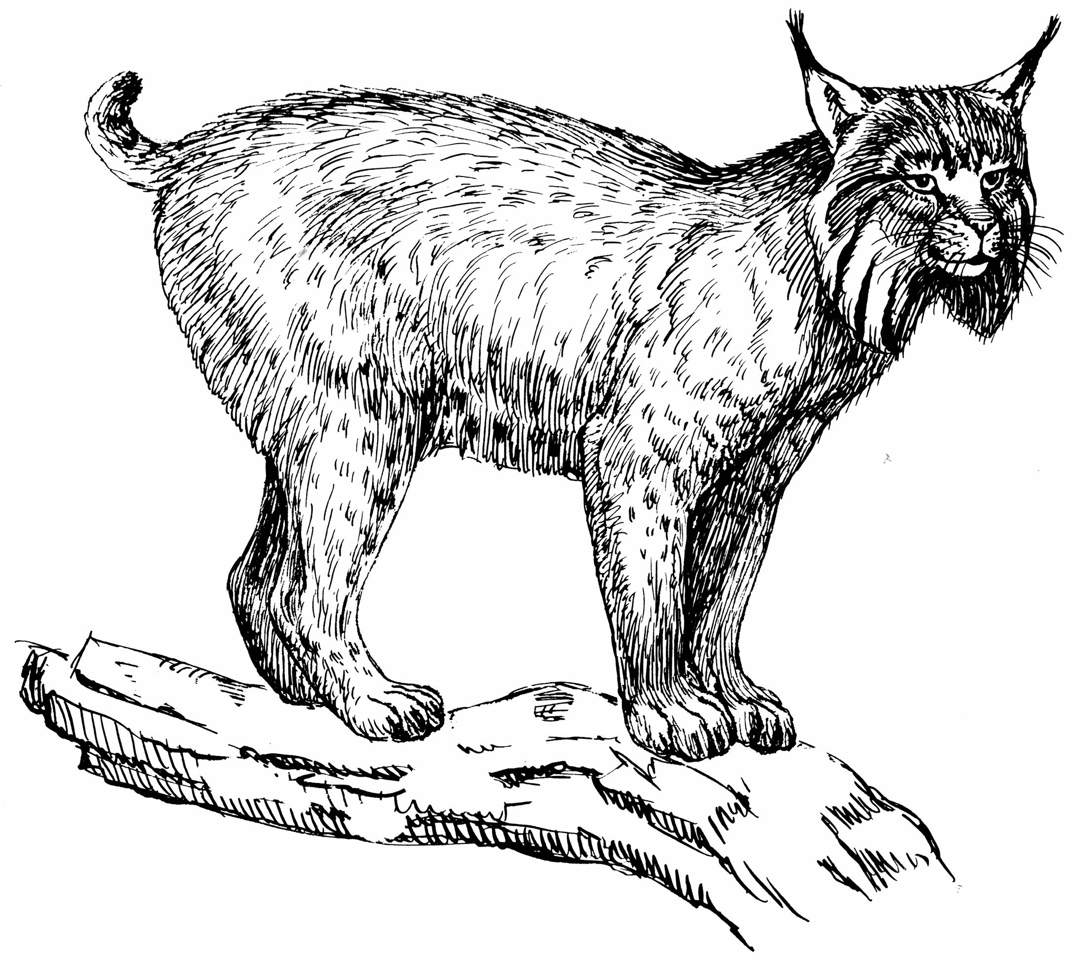 2200x1966 Lynx