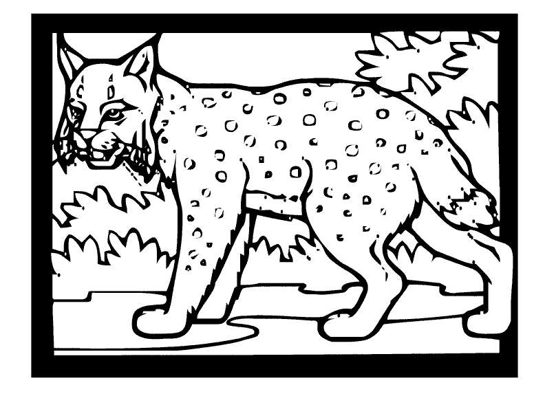 792x576 Lynx