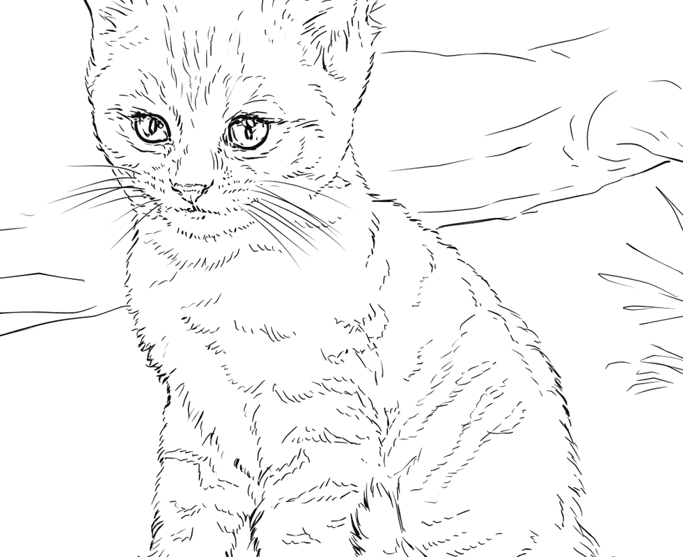 981x800 Lynx Cat Coloring Pages Minnesota Canada Page Archaicawful
