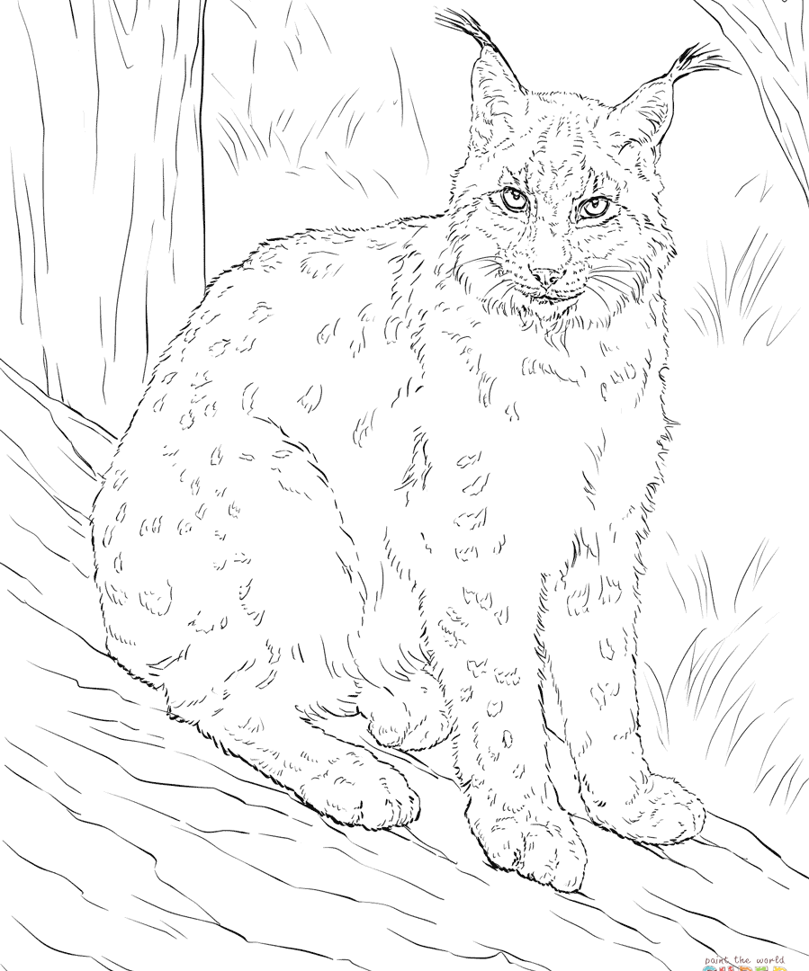 899x1080 Lynx Coloring Pages Cat Minnesota Archaicawful Aldrovandi