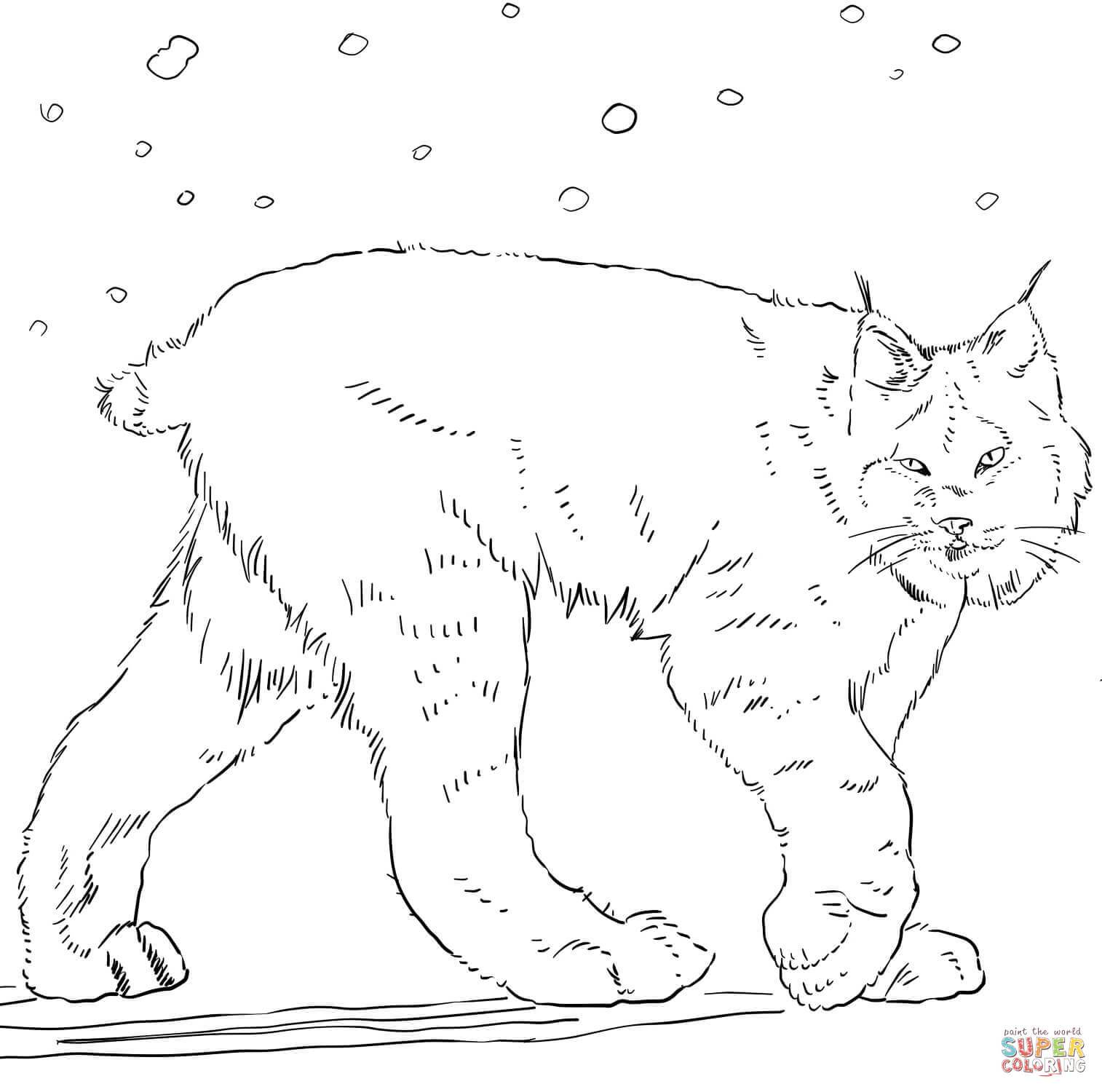 1514x1500 Marvelous Canadian Lynx Coloring Page Printable Pics For Cat