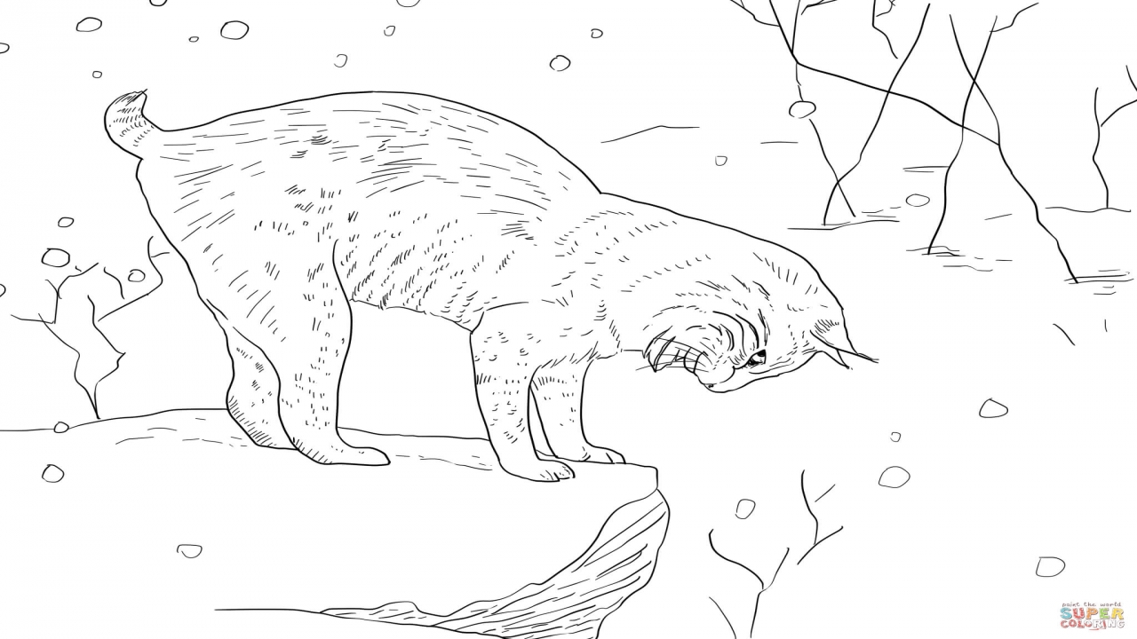 1280x720 Wildcat Coloring Pages Bobcat Lynx Page