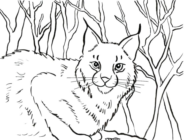 760x577 Bobcat Coloring Pictures Click Here To Print And Color Lynx