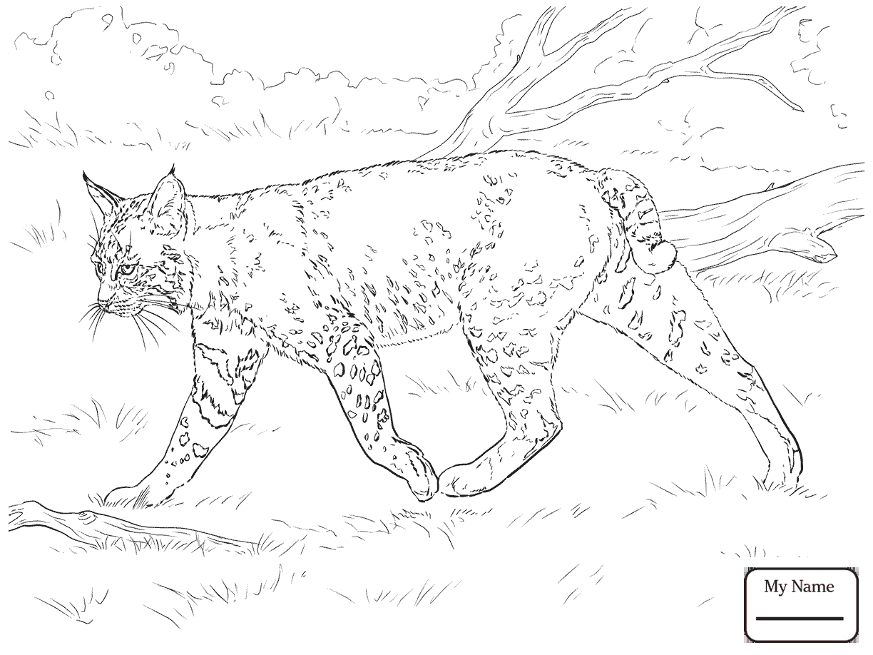 1224x918 Cute Kitten Coloring Page Lynx Cat Pages Minnesota Archaicawful