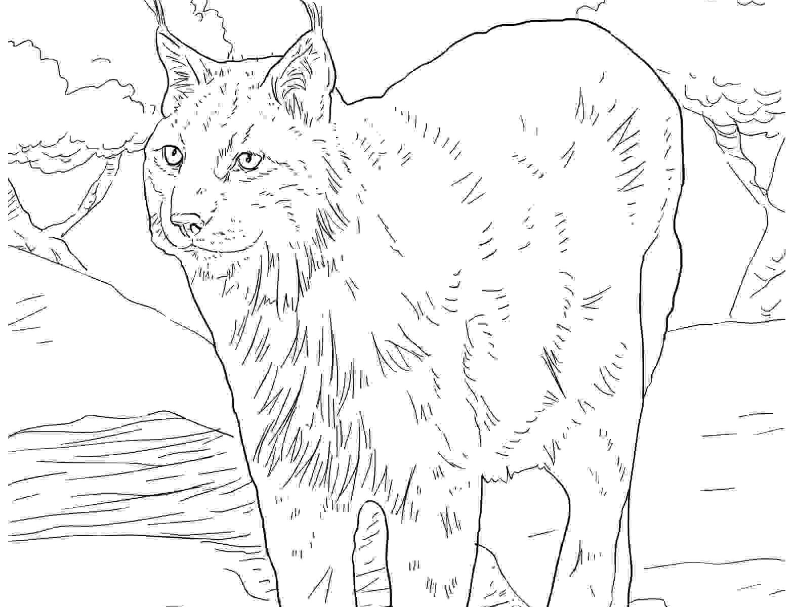 1567x1200 Drawing Lynx Coloring Pages Minnesota Colouring Pages To Colour