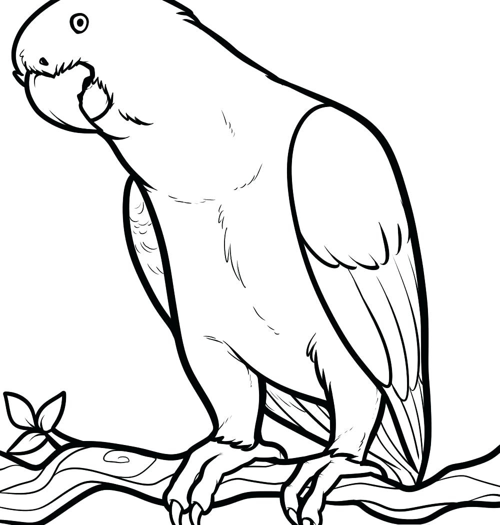 Macaw Coloring Page