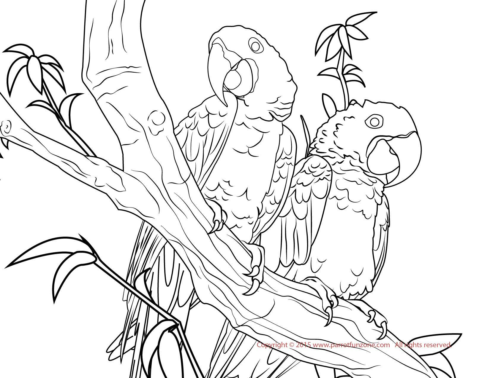 1650x1275 Hyacinth Macaw