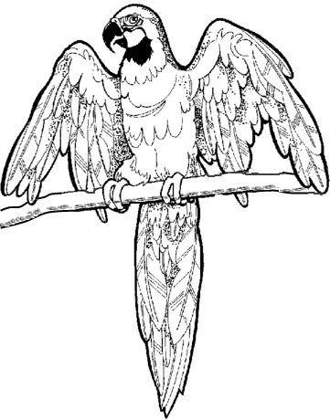 361x460 Macaw Coloring Page Mural Craft