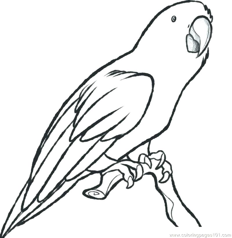 800x821 Macaw Coloring Page Parrot Coloring Page Great Parrot Coloring