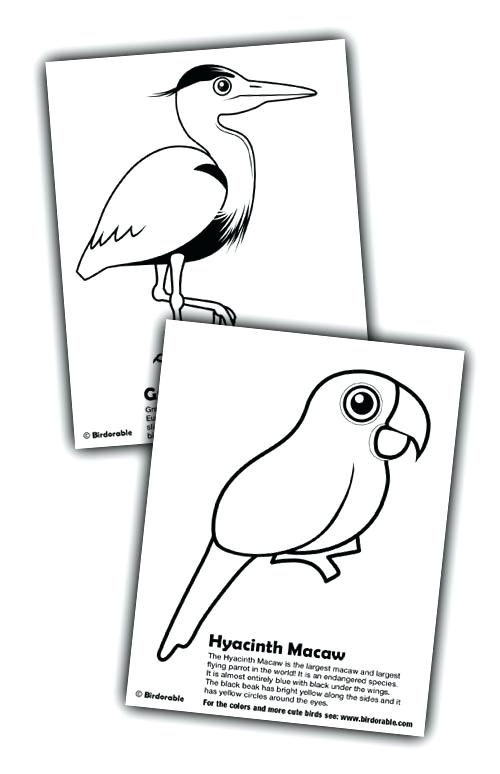 500x774 Blue And Gold Macaw Coloring Pages New Great Heron Grey Hyacinth