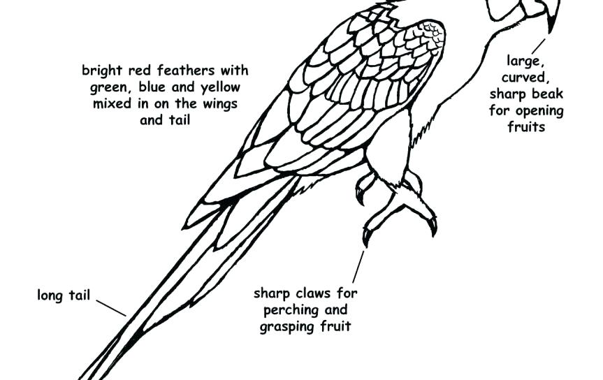 863x544 Macaw Coloring Pages Parrot Coloring Page Scarlet Macaw Stock
