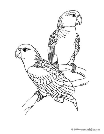 364x470 Macaw Coloring Pages
