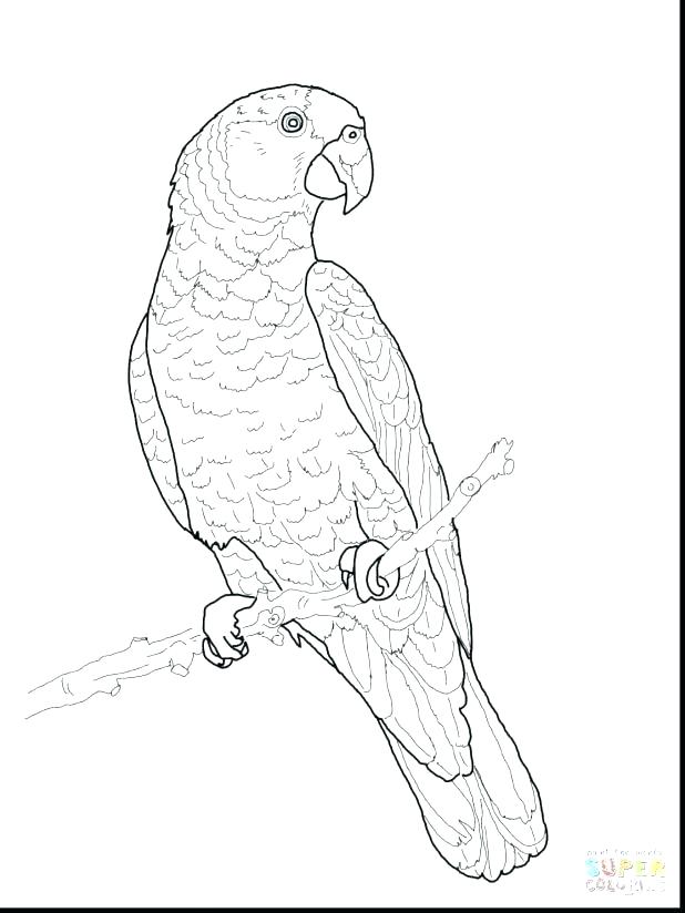618x824 Parrot Coloring Page Pages Online Free Printable Sheets Parrot