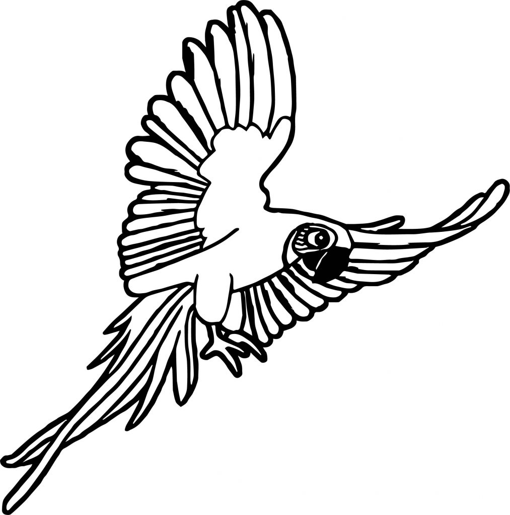 1013x1024 Rainforest Macaw Coloring Page Wecoloringpage