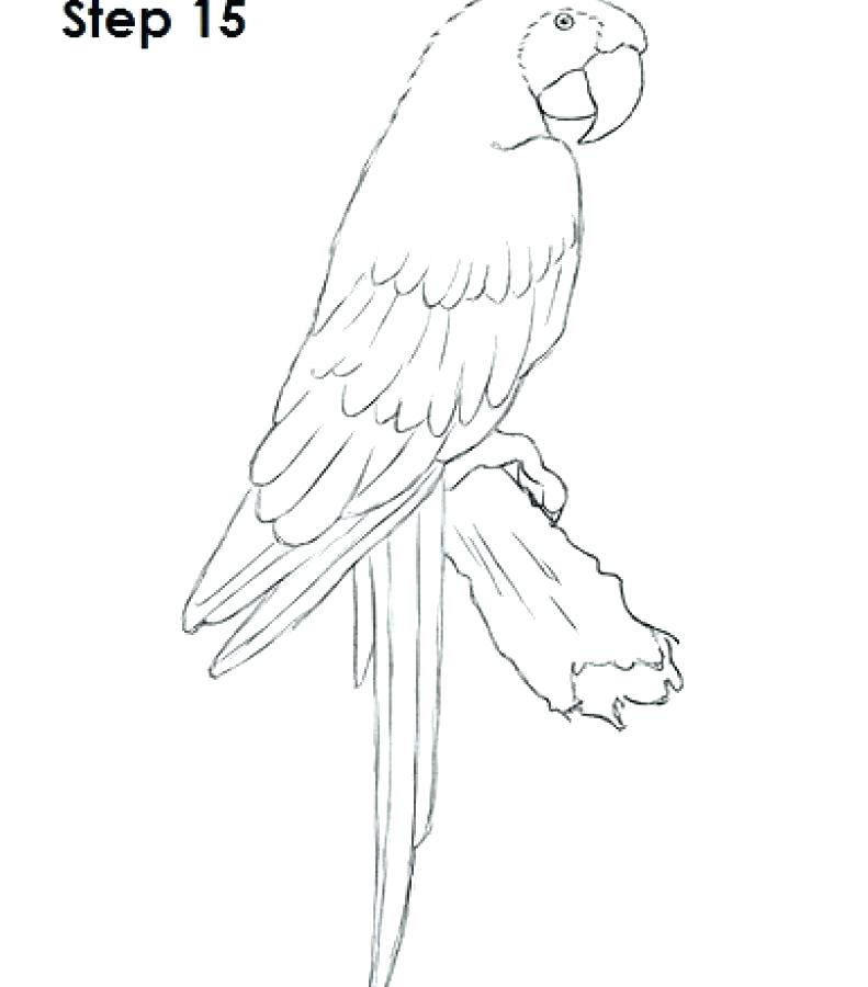 791x900 Macaw Coloring Pages