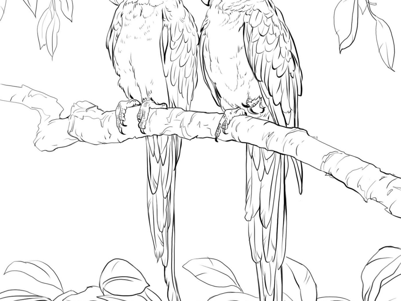 1400x1050 Coloring Pages For Kids Birds Scarlet Macaw Flying Page Free