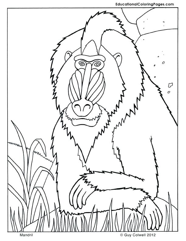 612x792 Mae Jemison Coloring Page Mandrill Coloring Page From Mom Junction