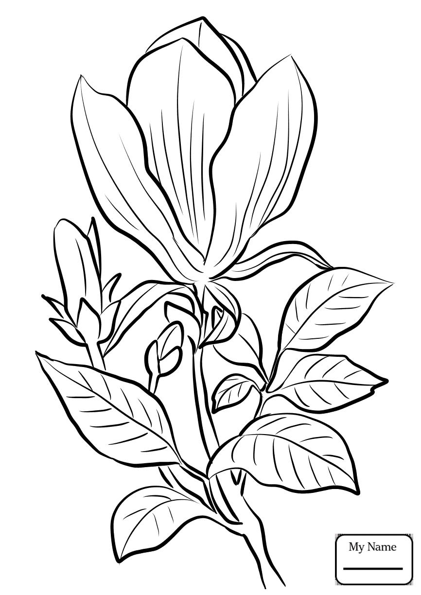 Magnolia Coloring Page