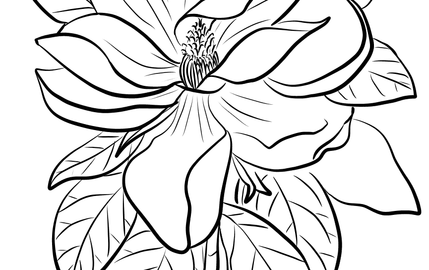 865x544 Coloring For Kids Pelican Page Pages Unusual Eastern Brown