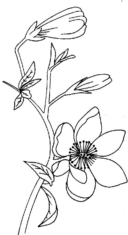 433x794 Magnolias Coloring Page 3