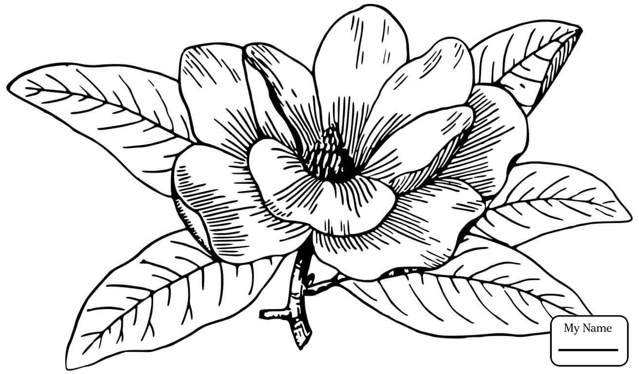 1306x765 Marvelous Magnolia And Brown Pelican Louisiana State Flower