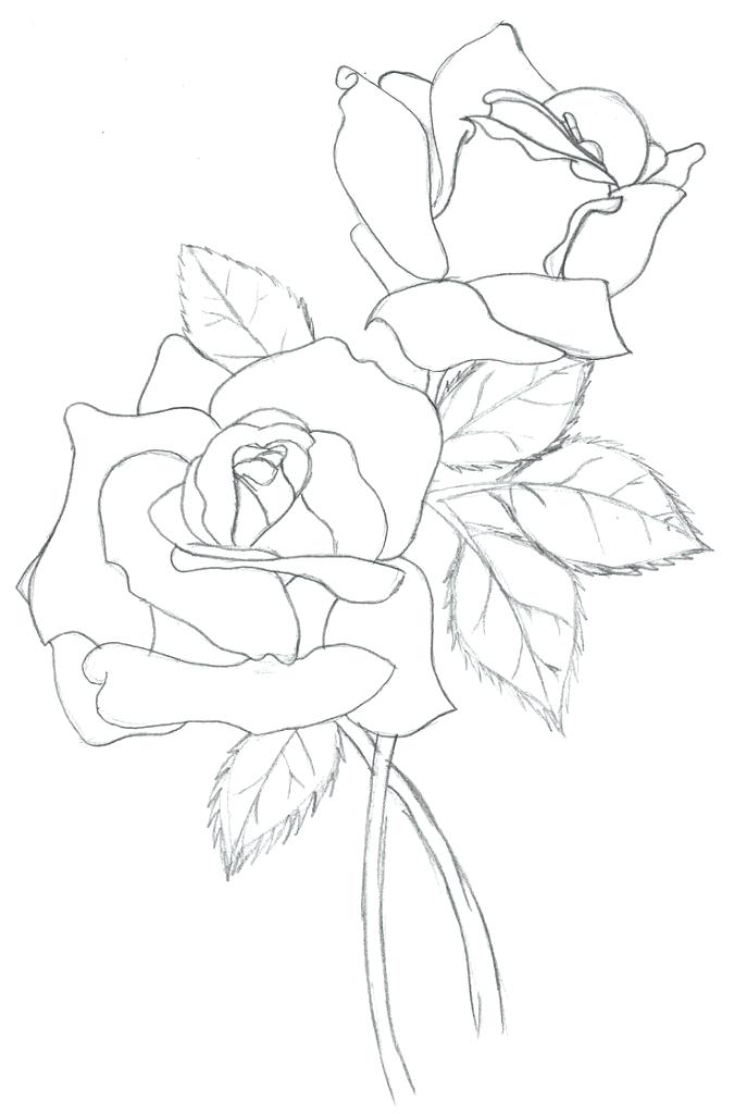 675x1024 Place Magnolia Magnolia Drawings And Magnolia Free Printable Place