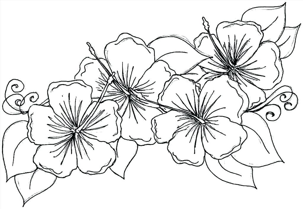 1024x708 Top Flower Color Sheet Photo Unknown Resolutions High Definition