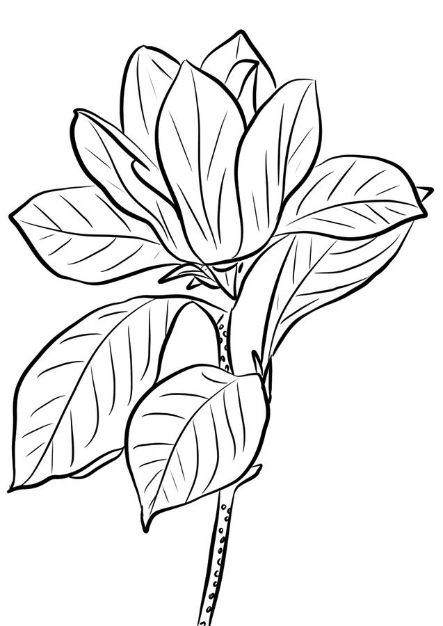 637x900 Coloring Pages Magnolia, Printable For Kids Amp Adults, Free