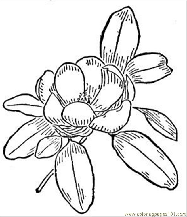 Magnolia Flower Coloring Page