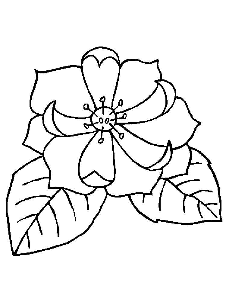 750x1000 Magnolia Coloring Pages. Download And Print Magnolia Coloring Pages