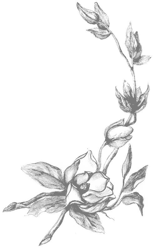 515x794 Magnolias Coloring Page 4
