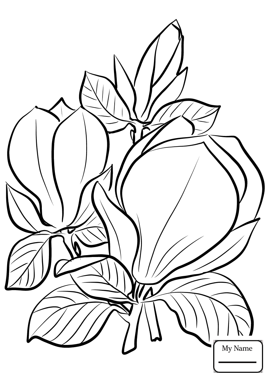 865x1224 Awesome Magnolia Flower Coloring Pages Gallery Printable