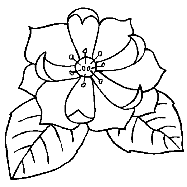 600x600 Magnolia Coloring Page Coloring Pages Magnolia