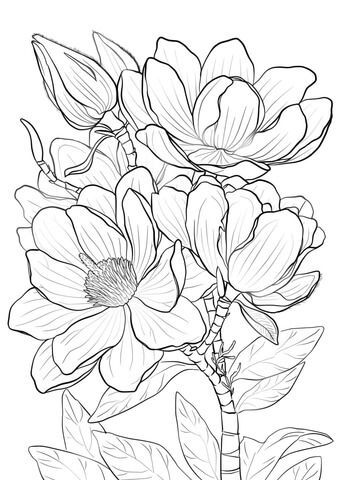 340x480 Campbells Magnolia Coloring Page Art Magnolia