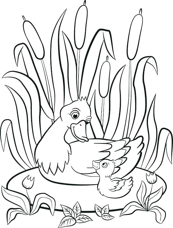 608x800 Duckling Coloring Pages The Ugly Duckling Coloring Book Pages